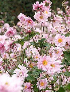 Anemone hupehensis 'Koningin Charlotte'