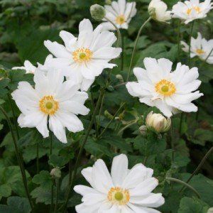 Anemone hupehensis ‘Wihrlwind’
