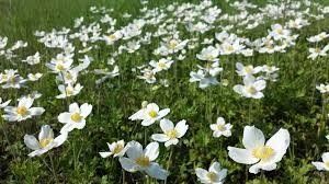 Anemone sylvestris