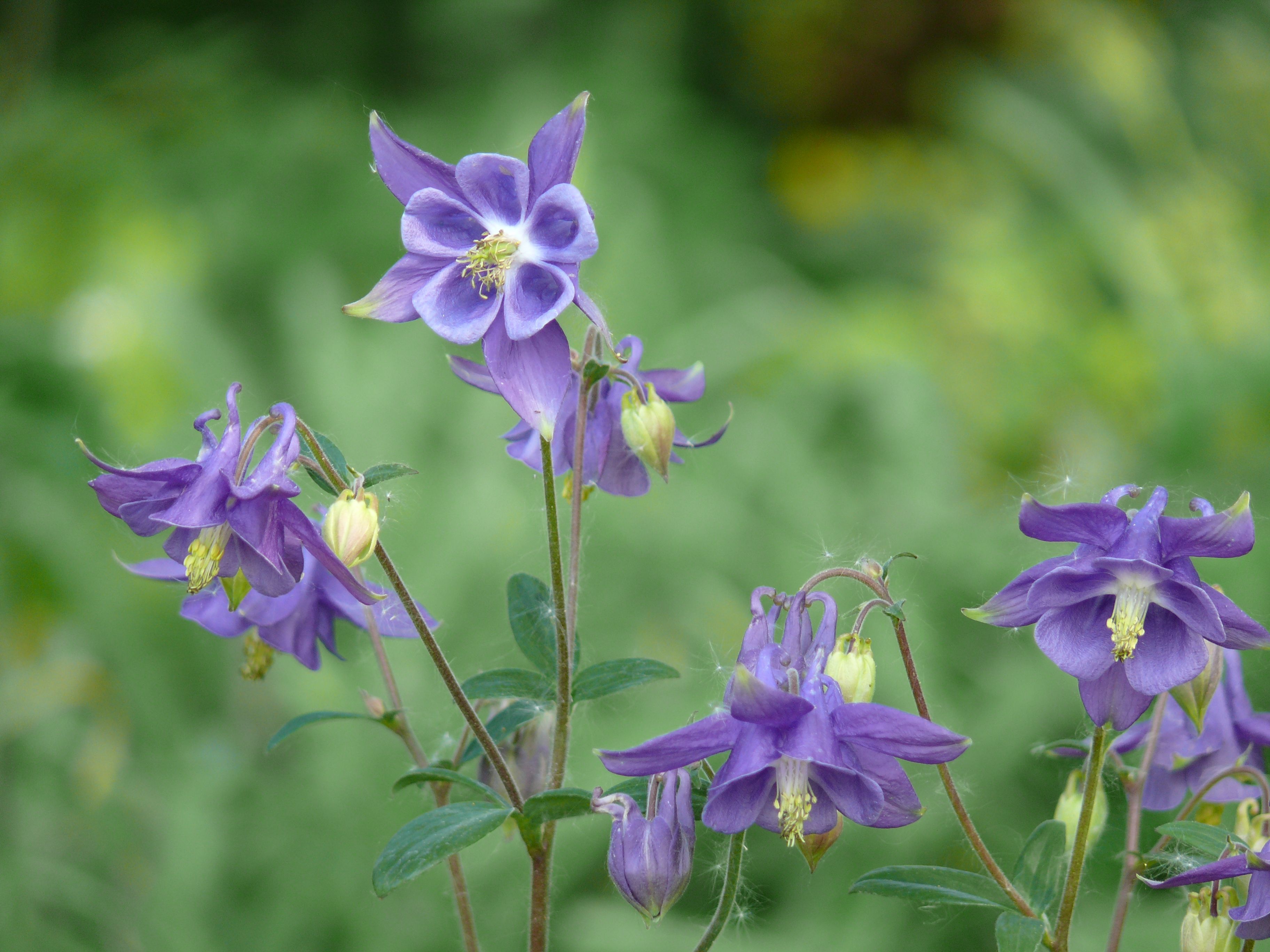 Bestel Aquilegia vulgaris voordelig bij Plantenweelde