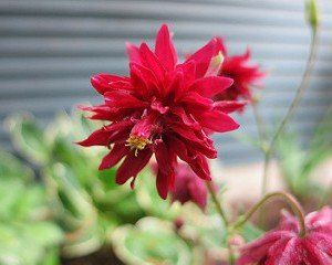 Aquilegia ‘Ruby Port’