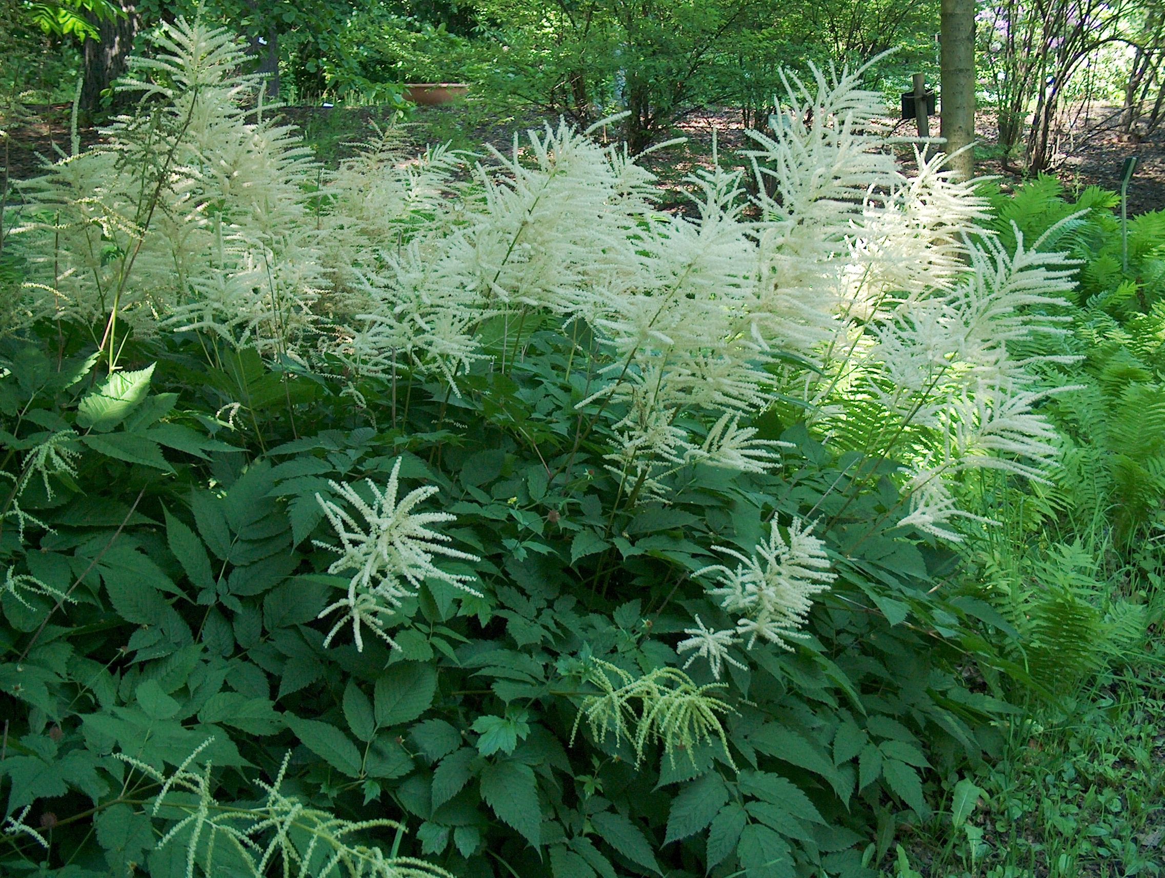 aruncus