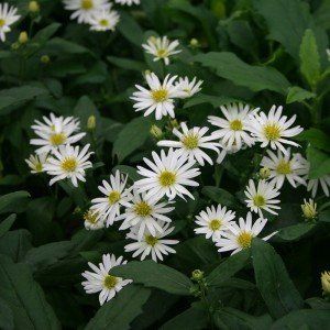 Aster ageratoides ‘Ashvi’