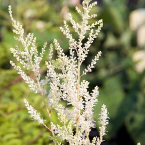 Astilbe_Japonica_Deutschland 2