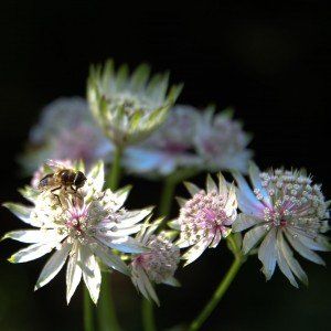 Astrantia major "Alba'