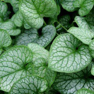 Brunnera macrophylla ‘Mister Morse’