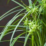 Carex grayi