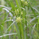 Carex grayi - Afbeelding 2