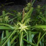 Carex grayi - Afbeelding 3