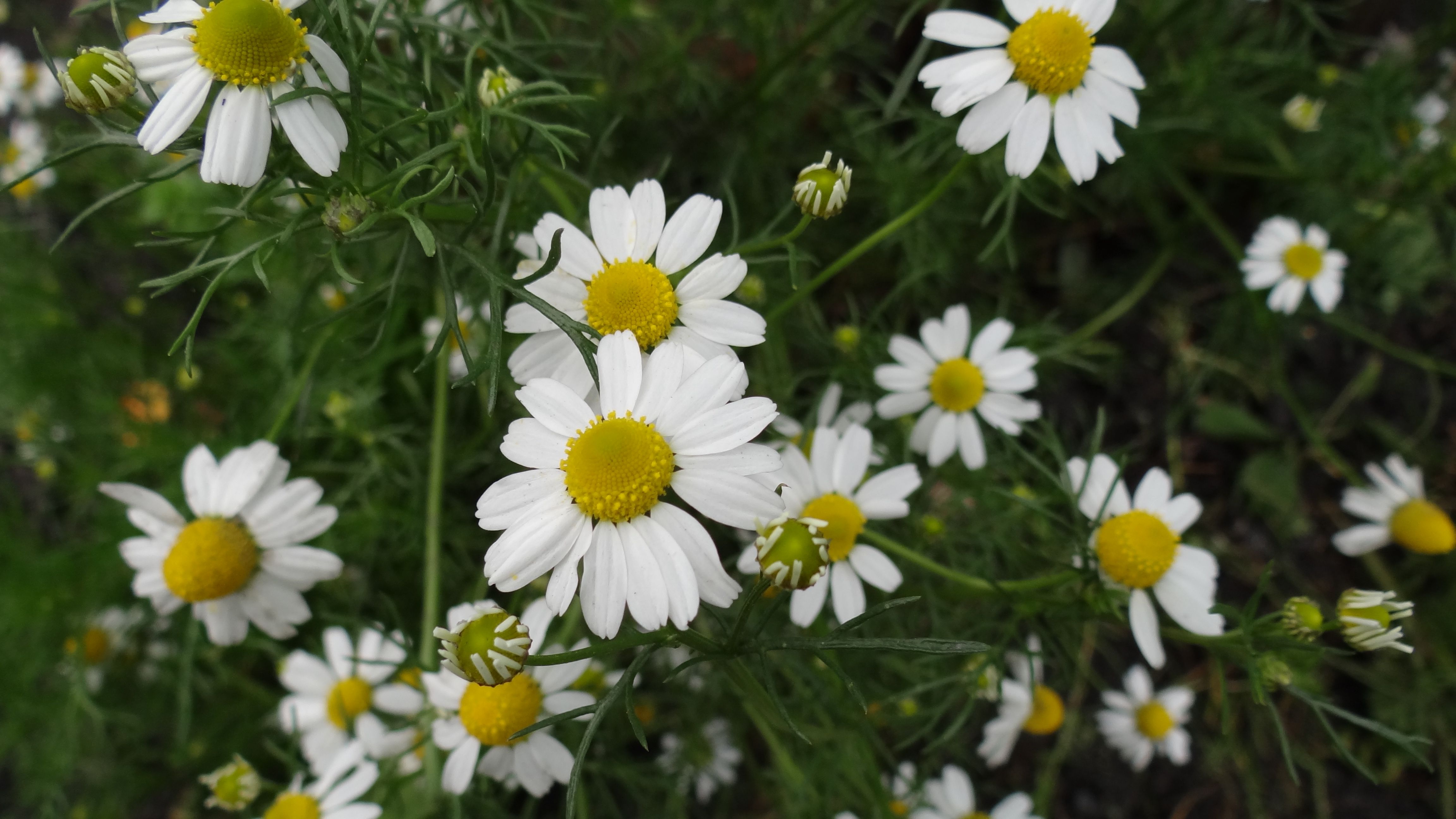 Semi Di Camomilla Romana (Chamaemelum Nobile) – Perenni Resistenti, Fiori Profumati Per Giardino, Aiuole E Vasi – 500 Semi