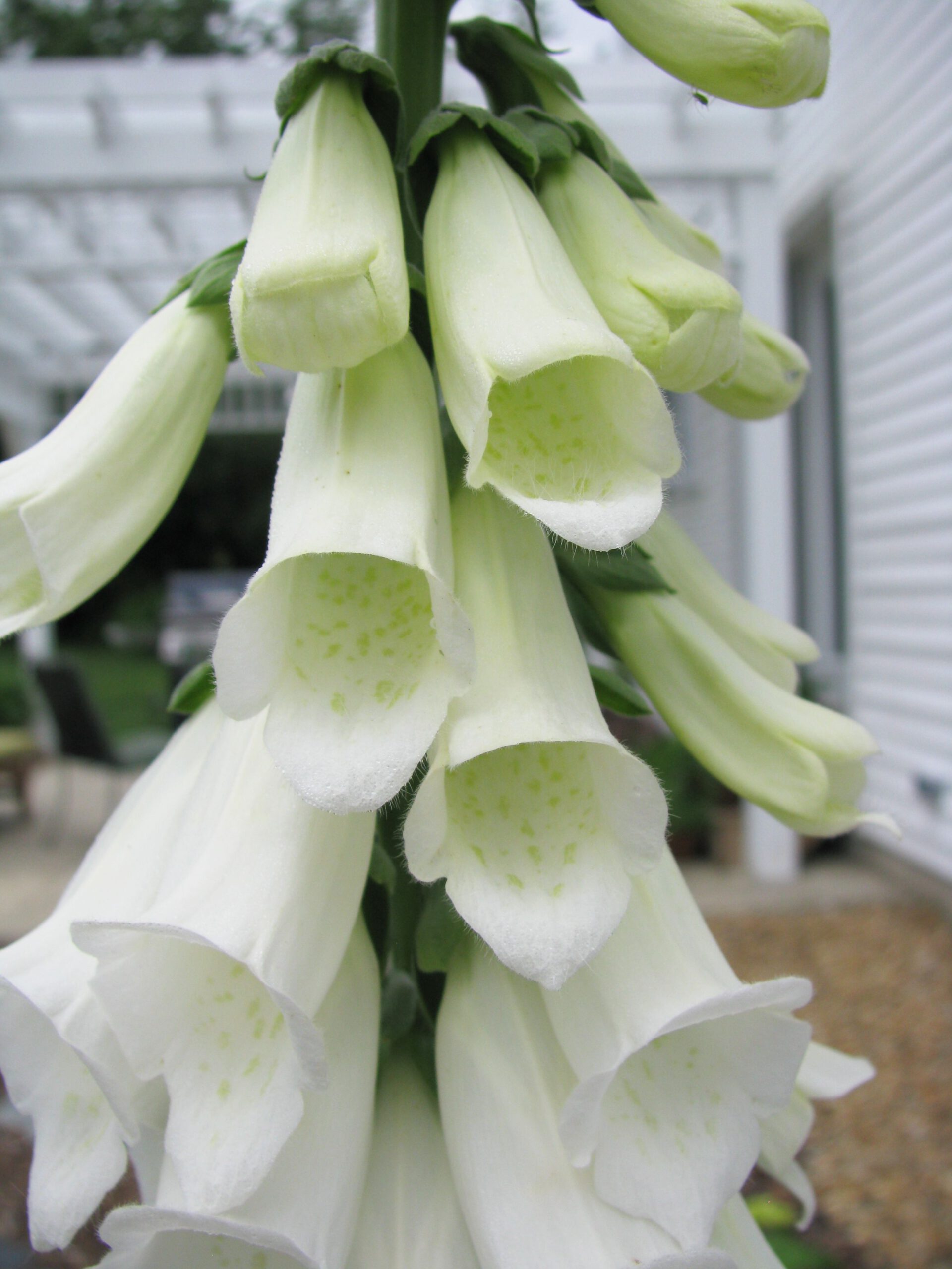Digitalis purpurea ‘Alba’ - Afbeelding 3