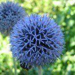 Echinops ritro