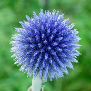 Echinops ritro ‘Veitch’s Blue’