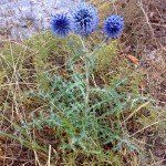 Echinops ritro - Afbeelding 2