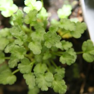 Erodium reichardii ‘Roseum’