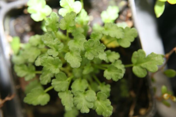 Erodium reichardii 'Roseum'