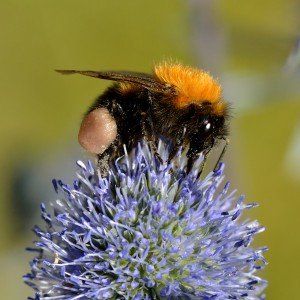 Eryngium alpinum 3