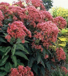 Eupatorium maculatum 'Atropurpureum'