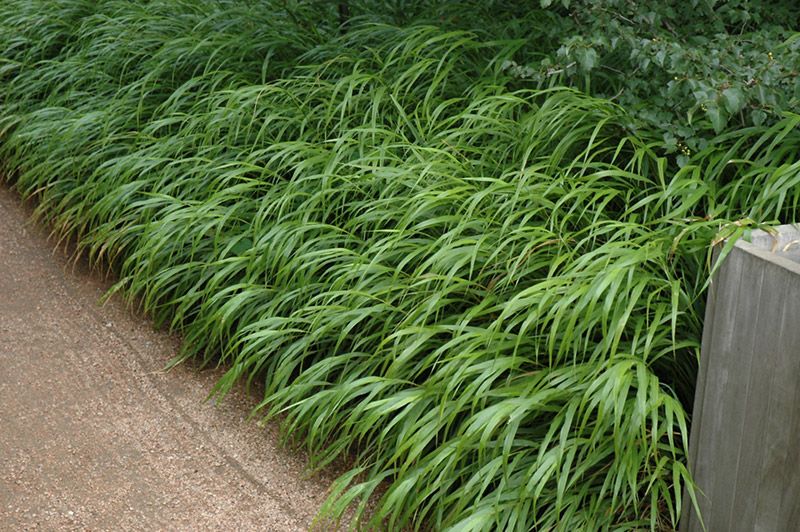 Bestel Hakonechloa Macra Voordelig Bij Plantenweelde bestel-hakonechloa-macra-voordelig-bij-plantenweelde
