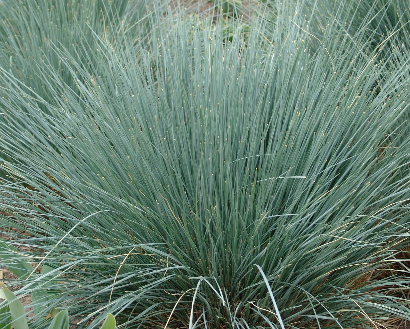 bestel-helictotrichon-sempervirens-voordelig-bij-plantenweelde