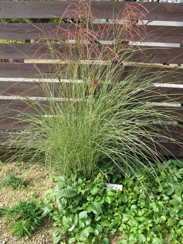 Bestel Miscanthus ‘Gracillimus’ voordelig bij Plantenweelde