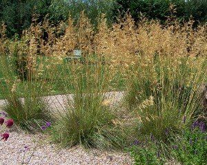 Molinia caerulea 'Heidebraut'