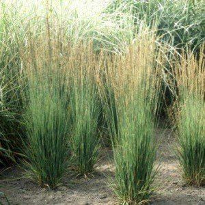 Molinia ‘Moorhexe’