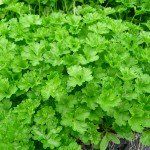 Petroselinum crispum - Afbeelding 2