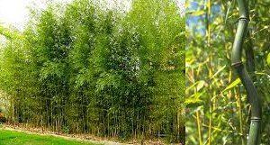 Phyllostachys aureosulcata ‘Alata’