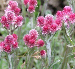 antennaria-dioica-rubra-1