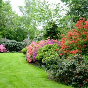 Coniferen & Rhododendron