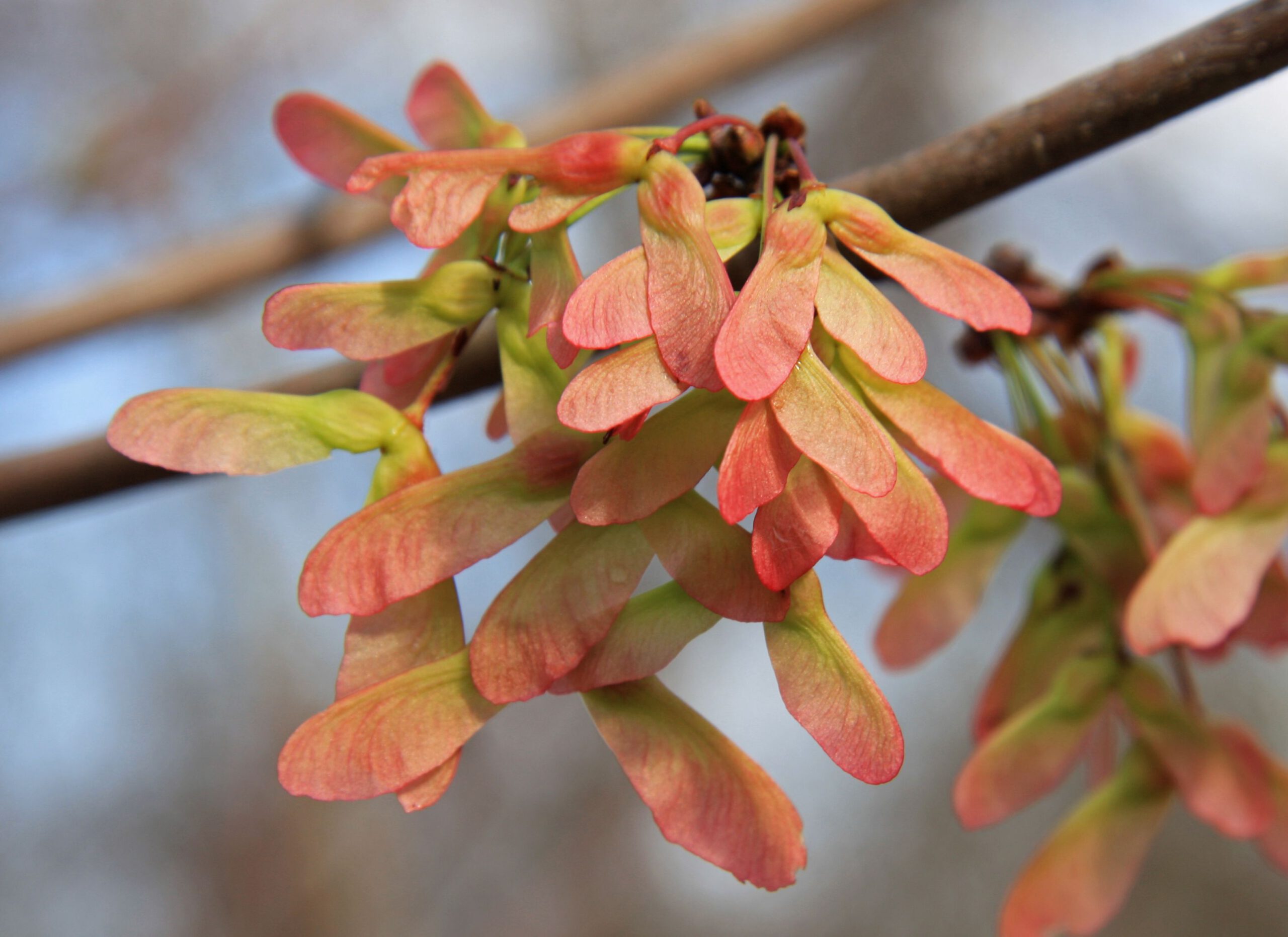 Acer rubrum - Afbeelding 2