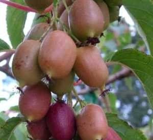 Actinidia arguta ‘Ken’s Red’ (Vrouwelijke kiwibes)