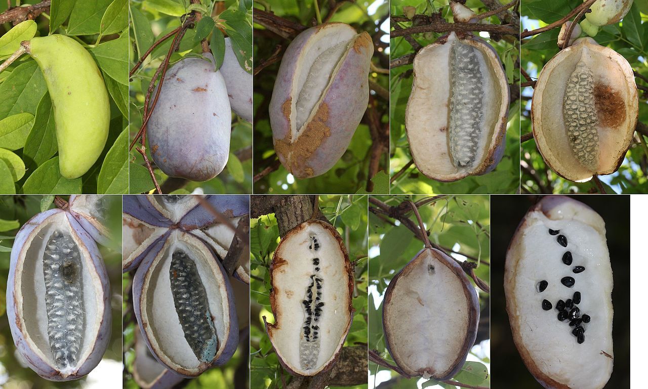 Bestel Akebia quinata - Schijnaugurk voordelig bij Plantenweelde