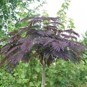 Albizia julibrissin Evi's Pride