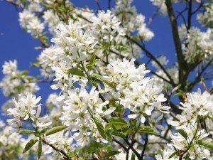 Amelanchier ballerina (2)