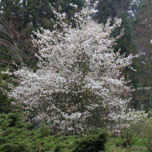 Amelanchier ballerina