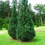 Thuja occidentalis 'Smaragd' - Afbeelding 2