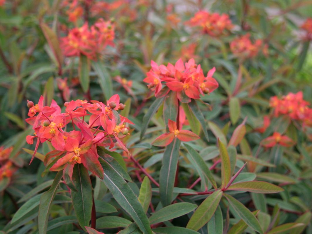 Bestel Euphorbia griffithii ‘Fireglow’ voordelig bij Plantenweelde