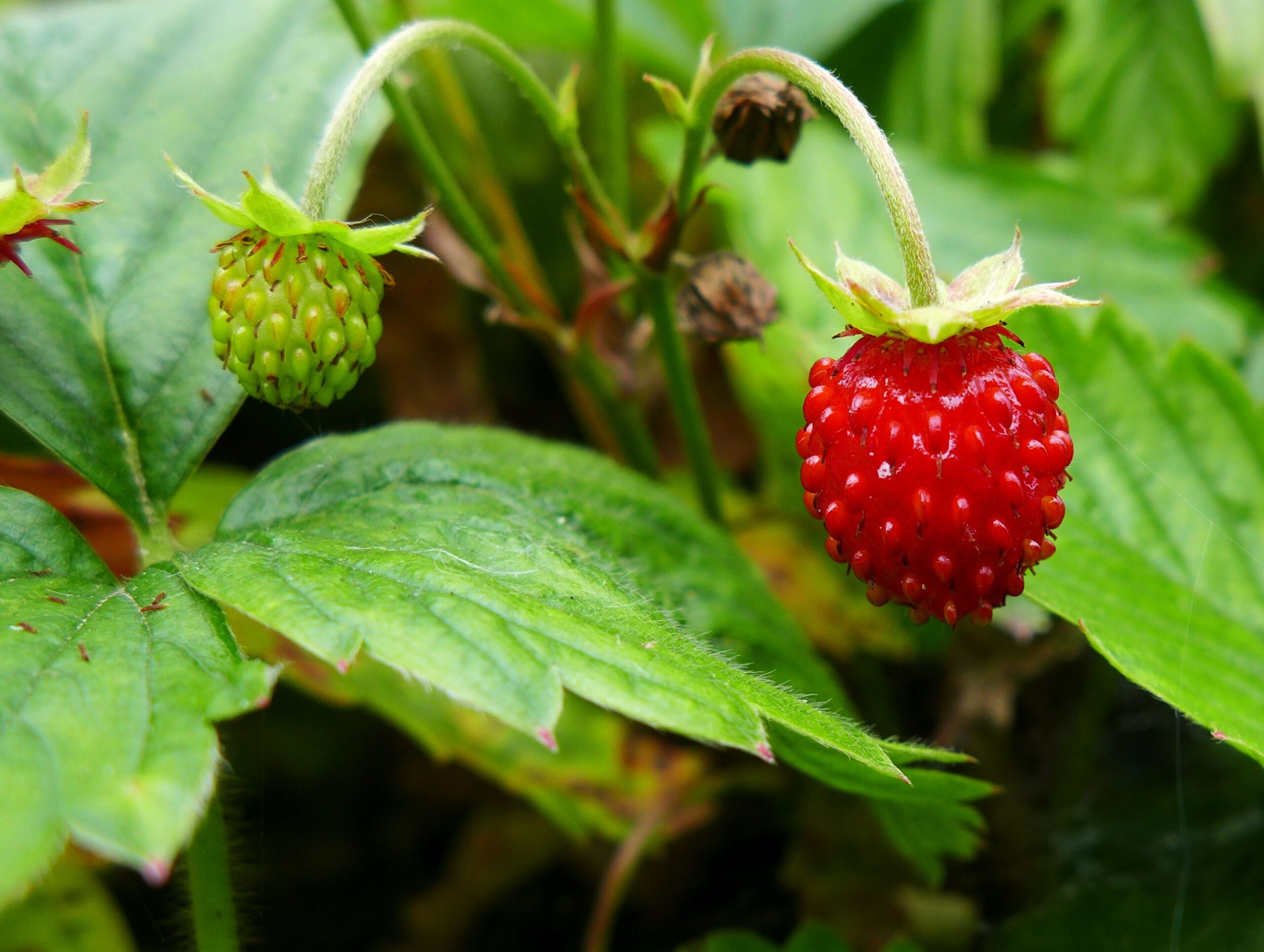 Fragaria vesca - Afbeelding 2
