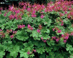 Geranium macrorrhizum 'Czakor'