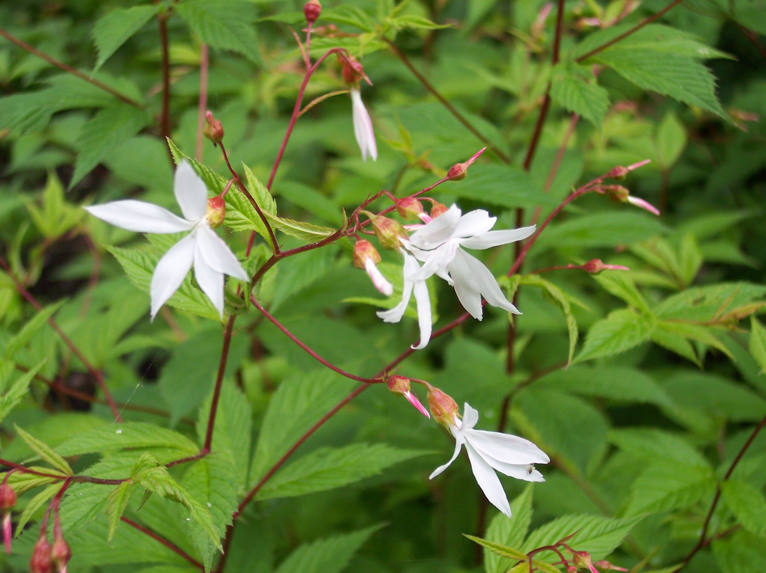 Gillenia trifoliata - Afbeelding 2