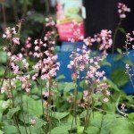 Heucherella 'Bridget Bloom' - Afbeelding 2