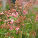 Heucherella 'Bridget Bloom'