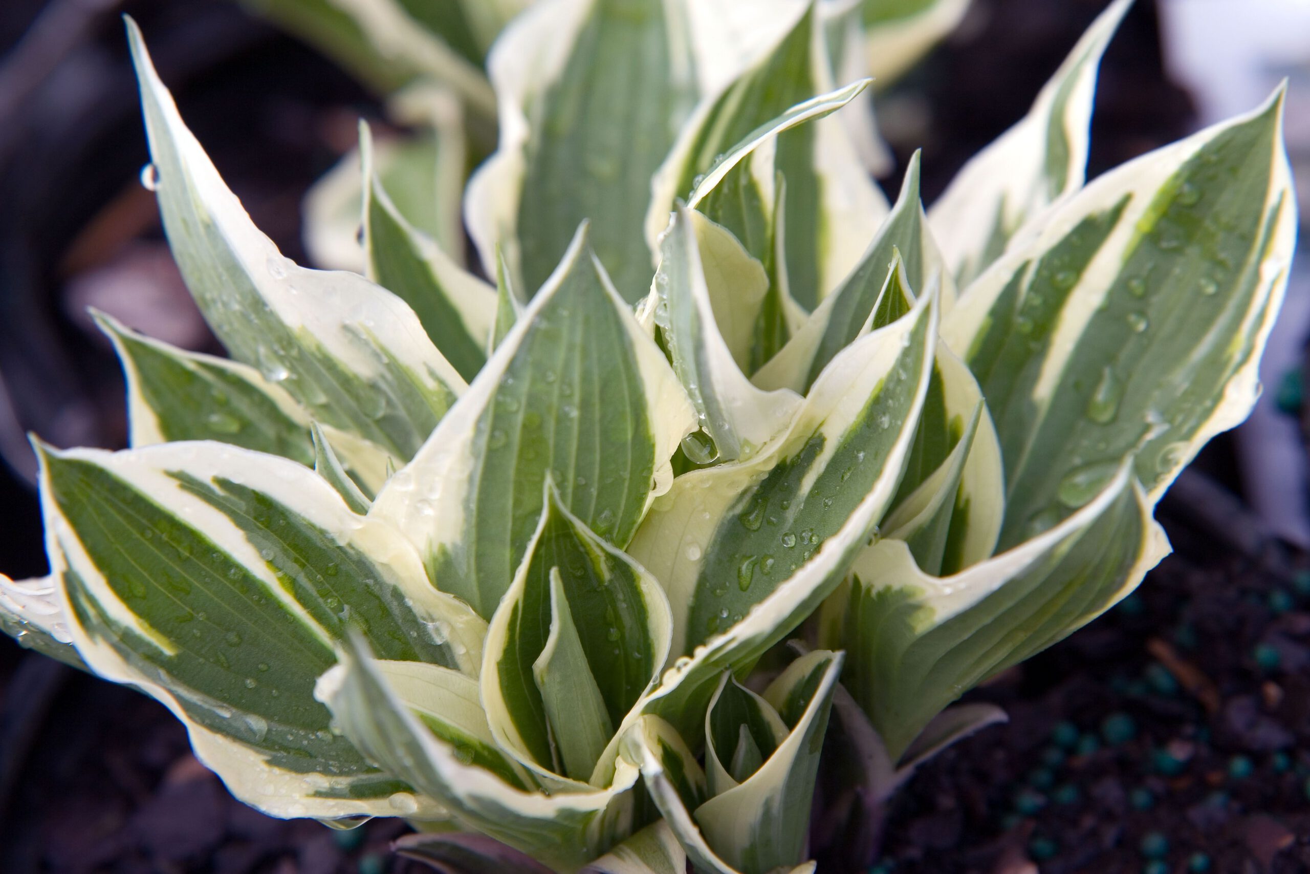 Hosta 'Patriot' - Afbeelding 2