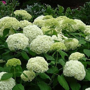 Hortensia's