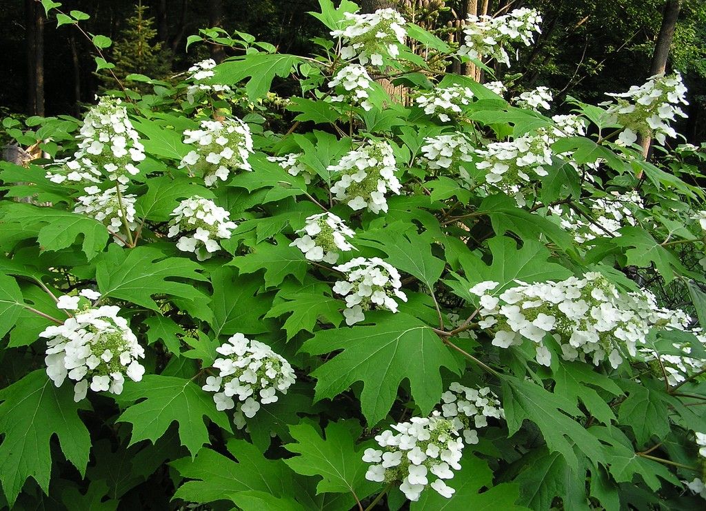 Bestel Hydrangea Quercifolia Eikenbladhortensia Voordelig Bij bestel-hydrangea-quercifolia-eikenbladhortensia-voordelig-bij