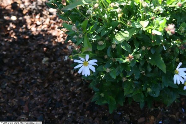 Kalimeris 'Blue Star'