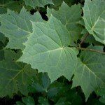 Kirengeshoma palmata - Afbeelding 4