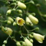 Kirengeshoma palmata